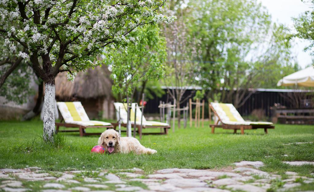Casa Mosului - Transfagarasan Bed & Breakfast Cîrţişoara Zewnętrze zdjęcie