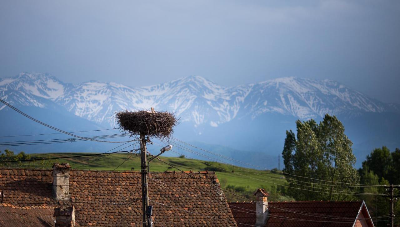 Casa Mosului - Transfagarasan Bed & Breakfast Cîrţişoara Zewnętrze zdjęcie